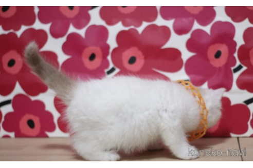 成約済の東京都のマンチカン-70805の3枚目